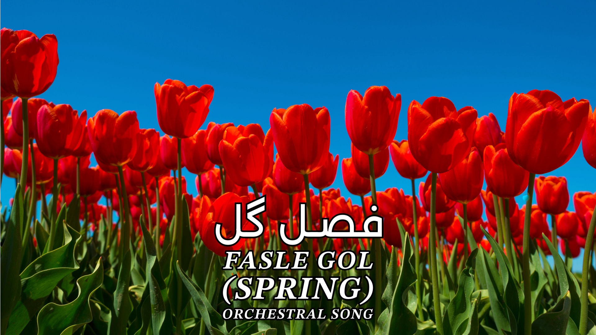 omid sayareh music composer video clips